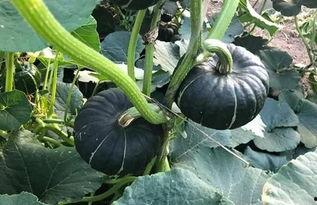 南瓜妈妈吃瓜,揭秘家庭欢乐时光