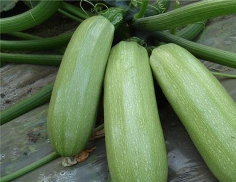 吃瓜吃撑了怎么缓解,吃瓜吃撑了？轻松缓解不适的实用方法