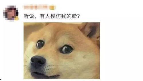 微信吃瓜表情变吃狗,微信表情的趣味演变