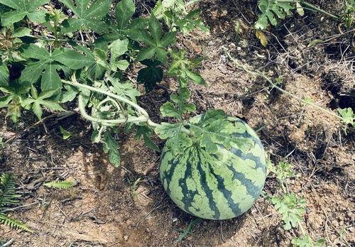 观山海大王吃瓜,瓜界传奇,一瓜定乾坤