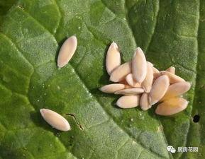 学校花园吃瓜,花园里的夏日美味时光