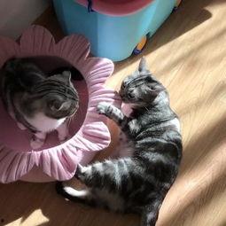 吃瓜喵大王,揭秘娱乐圈那些不为人知的幕后故事