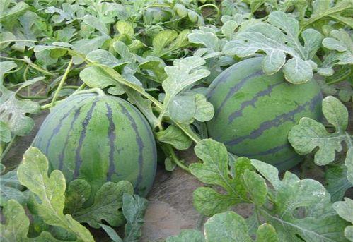 乾隆吃浜瓜,一段皇家与民间瓜果的传奇故事