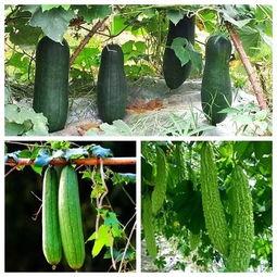 秋季吃瓜的图片,秋季吃瓜的别样风情