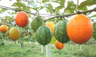 小孩吃吊瓜视频,趣味视频萌翻网友