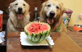 狗狗吃瓜合集,萌宠美食时光