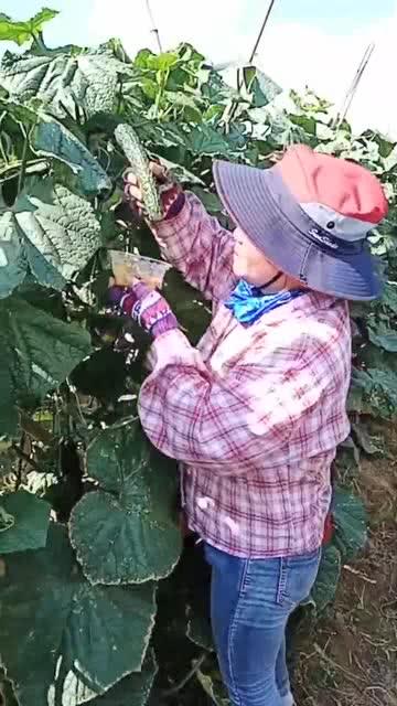 翠花吃瓜事件,揭秘网络舆论的狂欢与反思