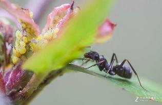 小小蚂蚁吃瓜,小小蚂蚁的甜蜜瓜果之旅