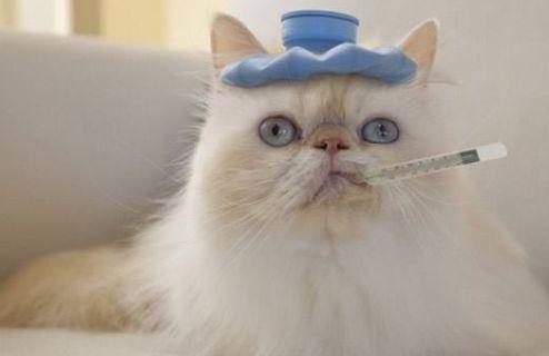 猫咪吃雪梨瓜好吗,健康饮食指南