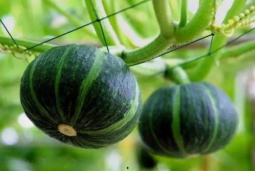 吃左心房的瓜,探寻瓜果中的健康奥秘