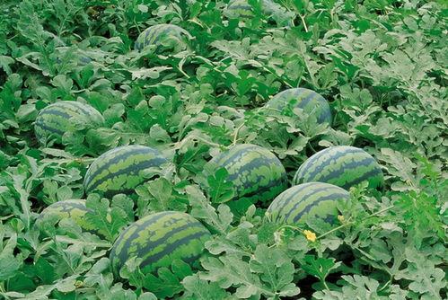 宜宾珙县吃瓜,瓜果飘香,品味田园生活