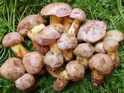 艾玛吃瓜菌,揭秘娱乐圈的“瓜王”传奇