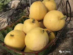 新塘吃瓜活动,一场别开生面的吃瓜盛宴