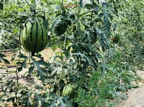 义乌城吃瓜,吃瓜群众的欢乐盛宴