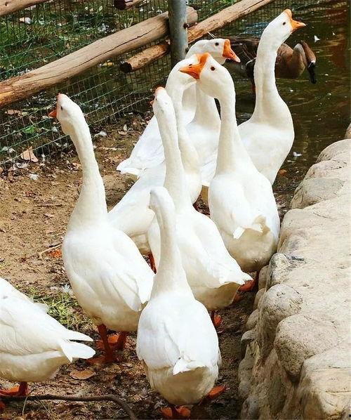 吃瓜大鹅小说,揭秘娱乐圈背后的秘密与真相