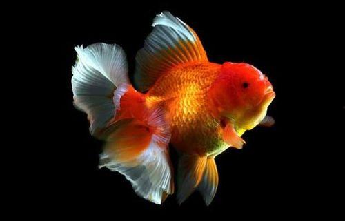 金鱼可以吃蜜瓜吗,蜜瓜能否成为金鱼美食？