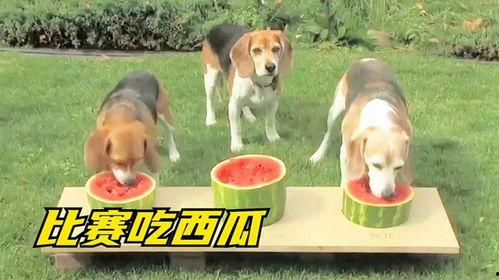 我和狗子吃瓜,我与狗子共享的瓜田时光