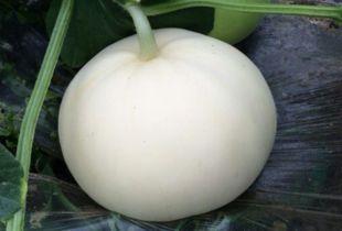 吃甜梨瓜为什么苦,揭秘甜梨瓜为何苦的秘密