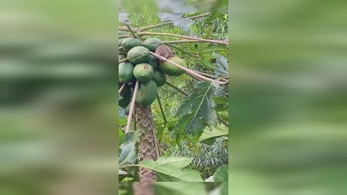 老瓜鸟吃啥,揭秘它们的饮食习惯