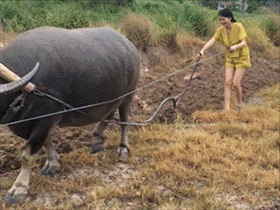 村口大妈吃瓜gif,笑料百出！