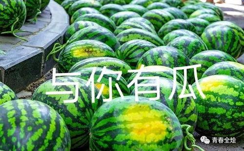 各学院吃瓜,揭秘校园吃瓜大事件