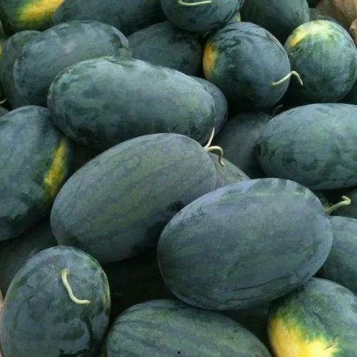 飞碟瓜宝宝可以吃,探索神秘太空果实的营养奥秘