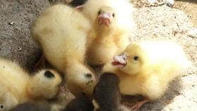 会飞的鸭吃瓜,一场与瓜果的奇幻之旅