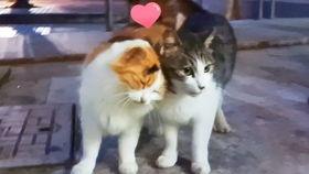 陌狸吃瓜,揭秘娱乐圈背后的那些事儿